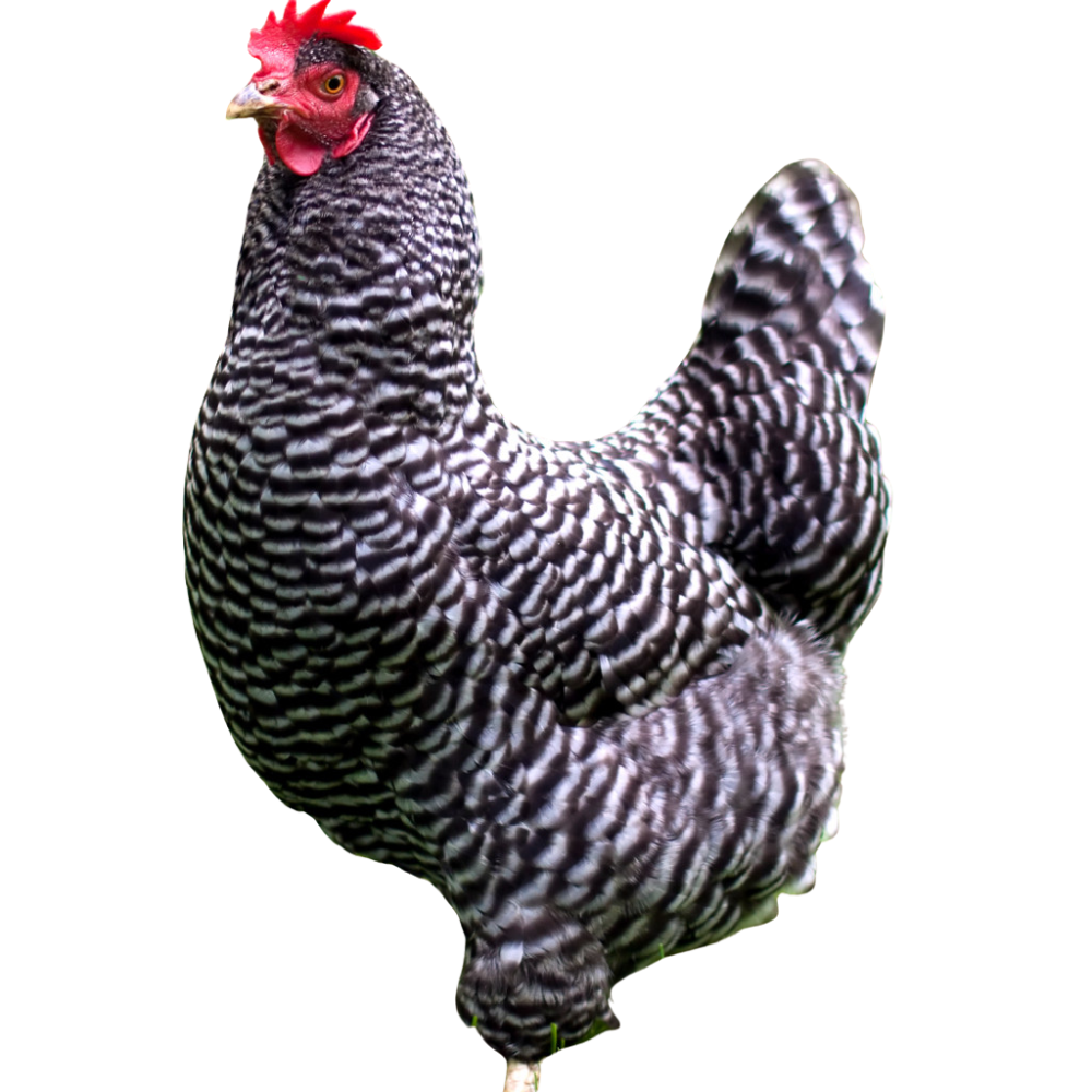 Kuroiler Full Mature