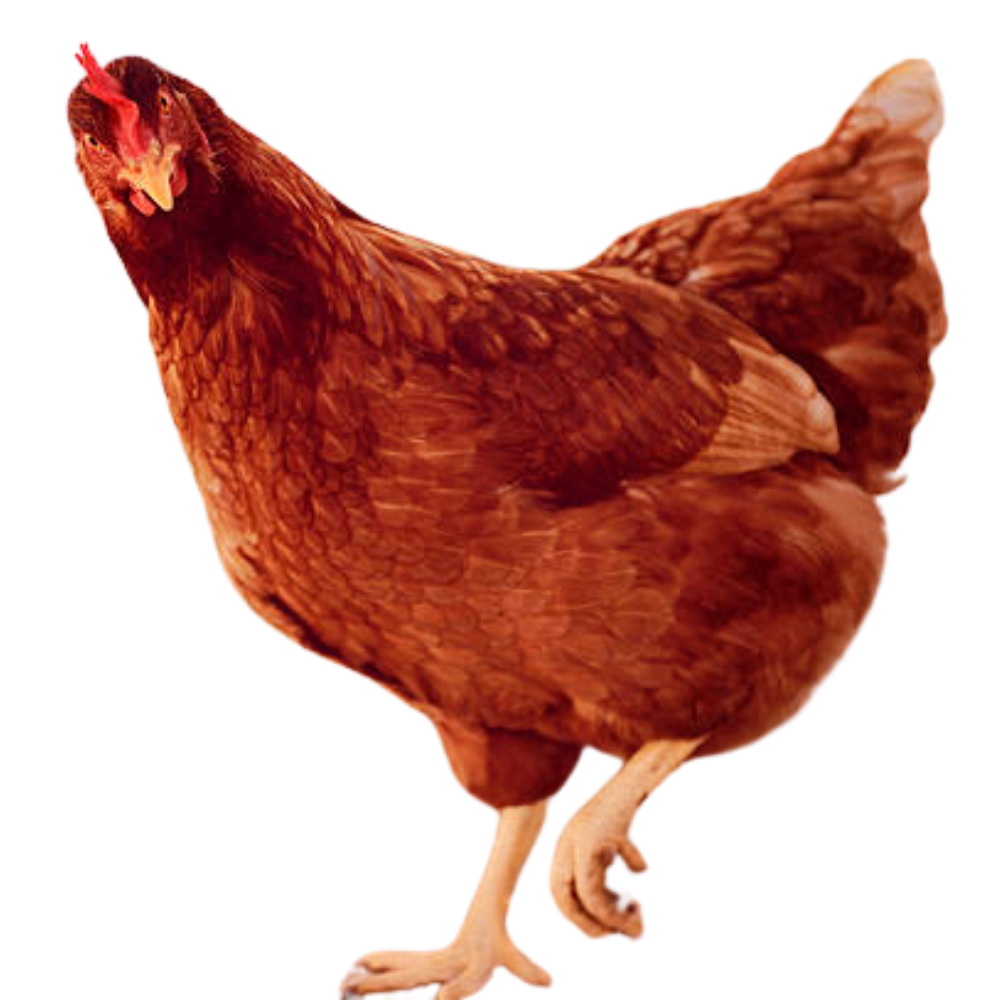 Commercial Layers-Sussex breeds