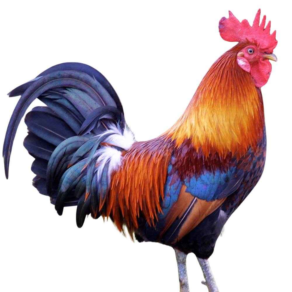 Rainbow Rooster
