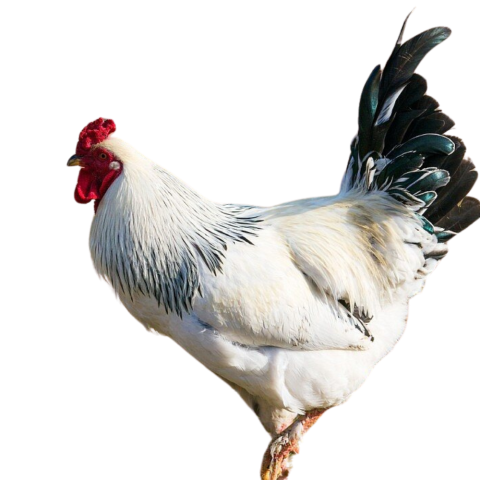 Cockerels(Jogoo)