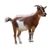 Galla Goats