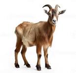Toggenburg-dairy goat