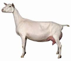 Saanen dairy goats
