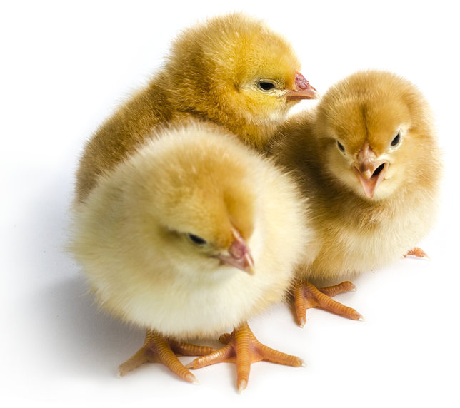One day old chicks