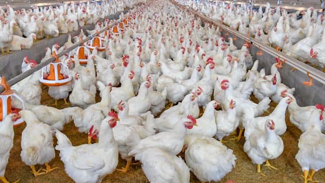 Broilers