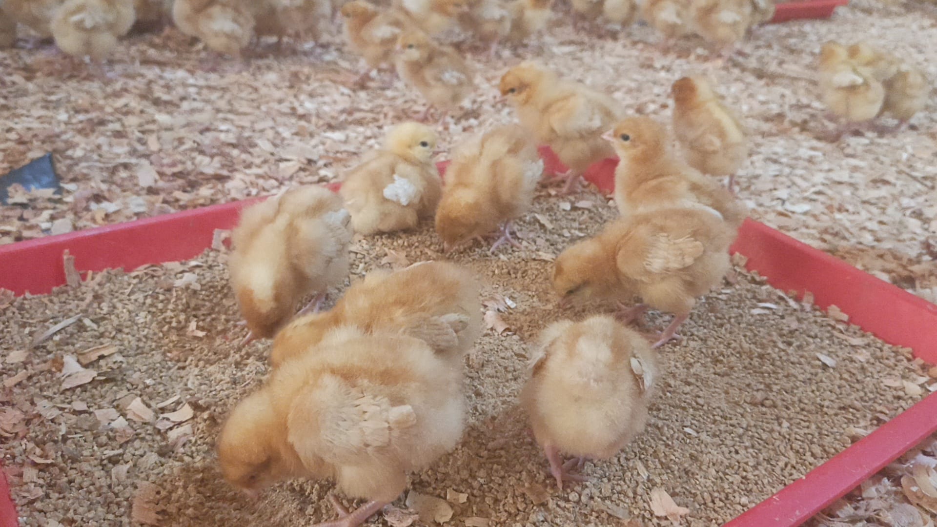 One Day Old Two
